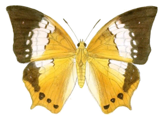 Hipponax