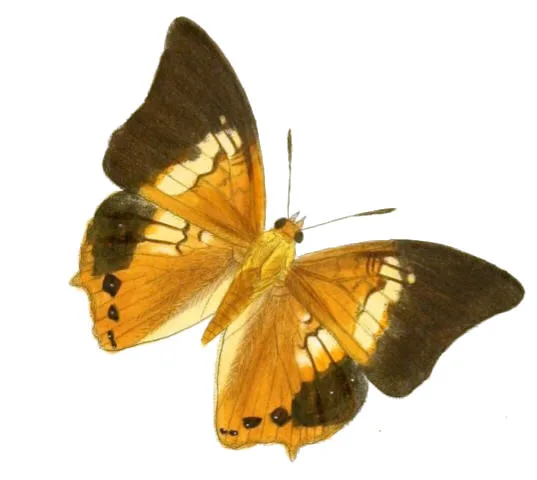 Hipponax